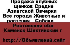 Продажа клубных щенков Средне Азиатской Овчарки - Все города Животные и растения » Собаки   . Ростовская обл.,Каменск-Шахтинский г.